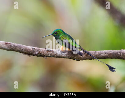 Ein männlicher gebootet Schläger-Tail (Grundfarbe Underwoodii) thront auf einem Ast. Peru. Stockfoto