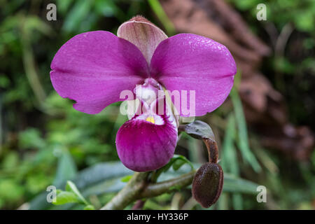 Phragmipedium Kovachii, eine schöne Frauenschuh Orchidee, wächst nur in den Nebelwald von Nordperu. Stockfoto