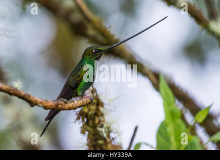 Schwert-billed Kolibri (Ensifera Ensifera) thront auf einem Ast. Peru. Stockfoto