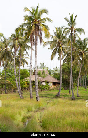 Weg durch Kokosnuss-Palmen, was zu einem traditionellen Haus auf Gilli Air Island, Indonesien, Asien. Stockfoto