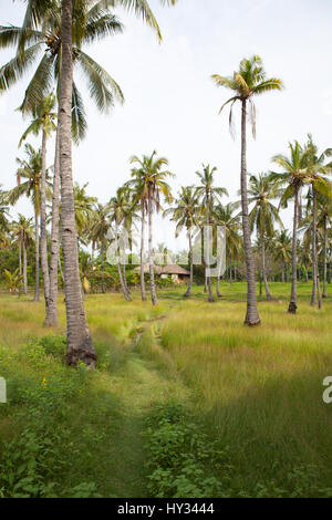 Weg durch Kokosnuss-Palmen, was zu einem traditionellen Haus auf Gilli Air Island, Indonesien, Asien. Stockfoto