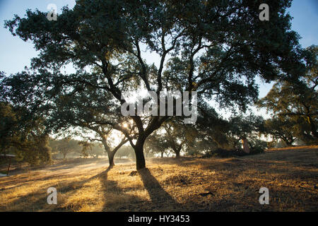 DONANA NATIONAL PARK, Sevilla, Spanien: Am späten Nachmittag Sonne scheint durch eine große Eichen, die Erzeugung eines großen Silhouette. Stockfoto