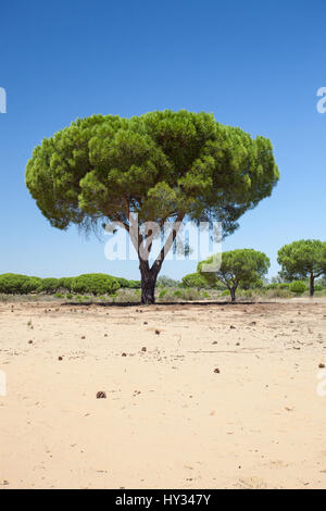 DONANA NATIONALPARK, Sevilla, Spanien: Zirbe, Regenschirm Kiefer oder Sonnenschirm Kiefer (Pinus pinea) in einem trockenen, sandigen Landschaft unter einem klaren bleu Sky. Stockfoto