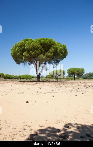 DONANA NATIONALPARK, Sevilla, Spanien: Zirbe, Regenschirm Kiefer oder Sonnenschirm Kiefer (Pinus pinea) in einem trockenen, sandigen Landschaft unter einem klaren bleu Sky. Stockfoto