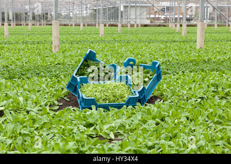 Drei Kisten gefüllt mit verschiedenen Arten von biologisch angebauten Mais Salat - Valerianella Locusta - in einem Feld von Feldsalat in einem Gewächshaus. Stockfoto