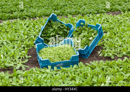 Drei Kisten gefüllt mit verschiedenen Arten von biologisch angebauten Mais Salat - Valerianella Locusta - in einem Feld von Feldsalat in einem Gewächshaus. Stockfoto