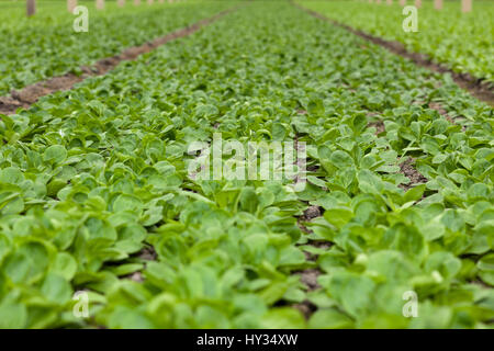 Nahaufnahme von organisch wachsende Feldsalat - Valerianella Locusta - wächst in einem Gewächshaus oder Glashaus. Stockfoto