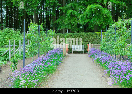 Gemüsegarten mit Holzbank, Reihen von lila Blüte Frühlingszwiebeln, Birnbäume auf den Rand eines Waldes Stockfoto