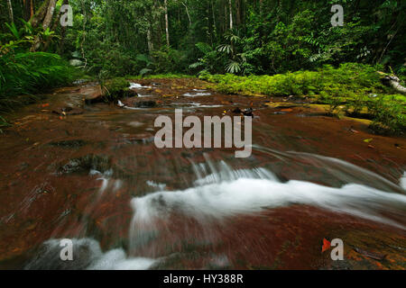 Jungle stream im Regenwald von Borneo Stockfoto