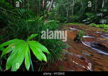 Dschungel-Stream in Borneo Stockfoto