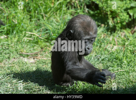 Junge Flachlandgorilla, Gorilla Gorilla, Hominidae Stockfoto