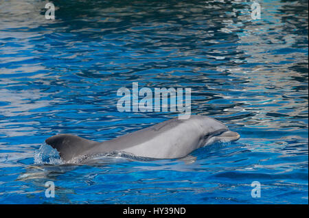 Flasche – Nosed Delfin, Tursiops Truncatus, Delphinidae, Madrid Delfinarium, Spanien Stockfoto