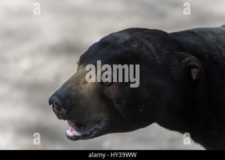 Sun bear, Helarctos Malayanus, Ursidae, Madrider Zoo Stockfoto