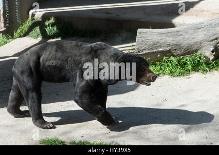 Sun bear, Helarctos Malayanus, Ursidae, Madrider Zoo Stockfoto