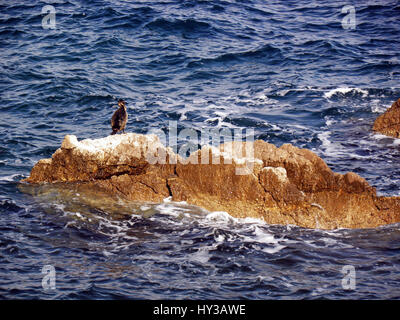 Adria-Küste zwischen Opatija und Lovran, Kroatien, Europa, 4 Stockfoto