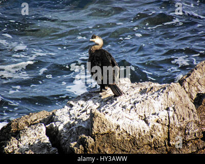 Adria-Küste zwischen Opatija und Lovran, Kroatien, Europa, 6 Stockfoto