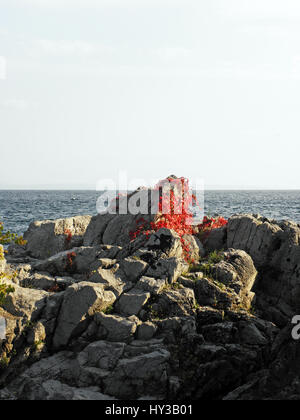 Adria-Küste zwischen Opatija und Lovran, Kroatien, Europa, 16 Stockfoto