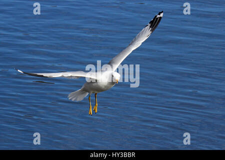 Ein Ring in Rechnung gestellt-Möwe fliegen über einem blauen See Stockfoto