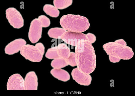 Bordetella Pertussis-Bakterium In Atemwegen. Computer-Abbildung Der ...