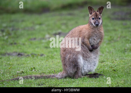 Ein voller Länge horizontalen Porträt ein Wallaby sitzen auf dem Rasen-Alarm und nach vorn gerichtet Stockfoto