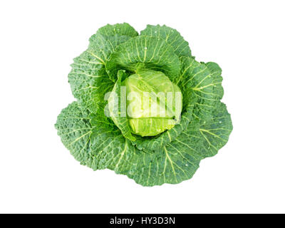 Kohl-Kopf mit Wassertropfen isoliert auf weiss Stockfoto