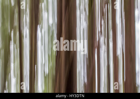Abstraktes Bild von hohen Bäumen im Regenwald auf Vancouver Island, BC, erstellt mit vertikalen Schwenken der oberen Stämme und Baldachin Stockfoto