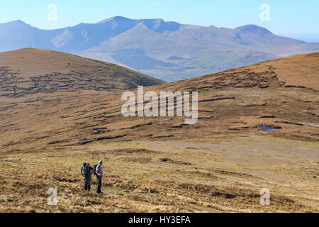 Wandern auf den Hängen des Beenoskee Gebirges auf der Dingle-Halbinsel im County Kerry, Irland mit Brandon Berg in der Ferne Stockfoto