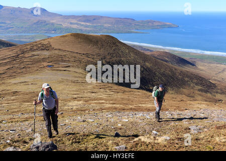 Wandern auf den westlichen Hängen des Beenoskee Berg auf der Halbinsel Dingle mit Brandon Punkt im Hintergrund in der Grafschaft Kerry, Irland Stockfoto