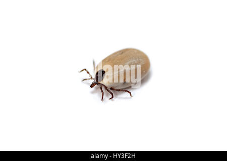 Tick Ixodida, Zecke (Ixodida) Stockfoto