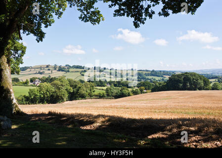 Der Blick über die offene Landschaft von Burrow Farm Gardens, auch bekannt als Osten Devons Secret Garden, in der Nähe von Axminster, Devon, England, UK Stockfoto