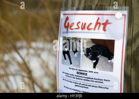 Weglaufen, Katze wird mit einem Faltblatt, Entlaufene Katze Wird Mit Einem Handzettel Gesucht gesucht Stockfoto