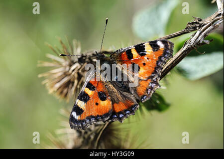 Schmetterling kleiner Fuchs, Aglais Urticae, Schmetterling Kleiner Fuchs Stockfoto