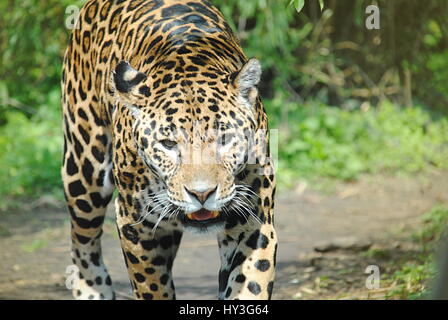 Jaguar-walking im freien Stockfoto