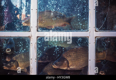 Detailansicht eines Containers für den Verkauf von frischem Fisch auf den Markt. Stockfoto