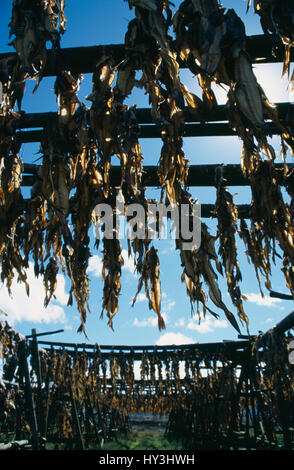 Island, Reykjavik, hängende Wind getrocknet, Schellfisch und Kabeljau. Stockfoto