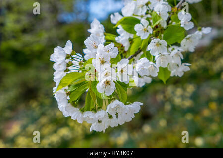 Cherry Blossom, Sakura, Kirschbaum (Prunus Avium) in voller Blüte, Schloss Trauttmansdorff, Meran, Süd Tirol, Italien, Europa Stockfoto