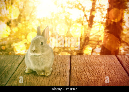 Nahaufnahme des Osterhasen gegen ruhige Herbst Szene im Wald Stockfoto