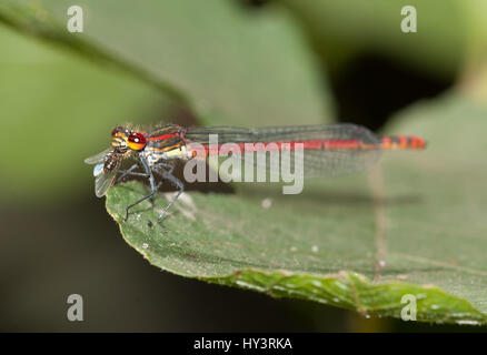 Pyrrhosoma Nimphula es un Caballito del diablo Muy Vistoso, Típico de Aguas Lentas o Estancadas, Por lo Que Visitará Nuestro Vergel Si de Él Construim Stockfoto