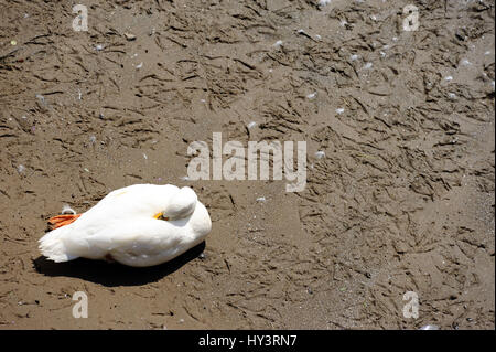 Weiße Ente, abfeiern Weiße Ente schlafen Stockfoto