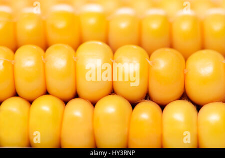 Maiskolben, Mais, Zea Mays, Highlight, Mais Stockfoto