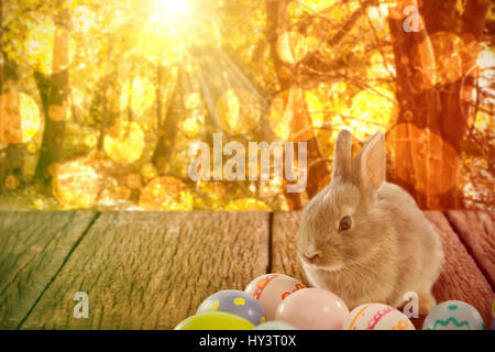 Hase mit gemusterten Ostereier gegen ruhige Herbst Szene im Wald Stockfoto