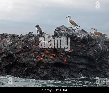 Meeresgemeinschaft mit Galapagos-Pinguinen, Blaufußboobies und Sally Lightfoot-Krabben in der Gezeitenzone an einem Meeresbesucherort in den Galapagos Stockfoto