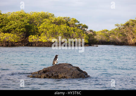 Galapagos-Pinguin (Spheniscus mendiculus) und Mangrovenwald an der Küste auf einer Meeresbesucherstelle auf der Insel Isabela in den Galapagos. Gefährdete Arten. Stockfoto