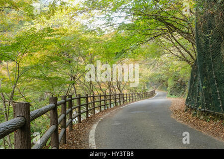 Leere kurvenreiche Straße durch den Wald im Herbst Blätter auf der Straße in der Shosenkyo Schlucht, Japan Stockfoto