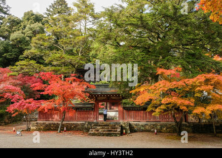 Frau Touristen steht vor Tempelbau Herbst Farbe Bäumen umgeben und nimmt Foto in Richtung Kamera im Jingoji-Tempel in Kyoto, Japan Stockfoto