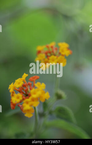 Gelb orange Blume in einem grünen Hintergrund Stockfoto
