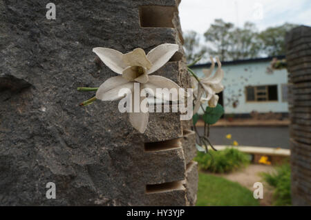 Eine Blume in einer Spalte, die zum Gedenken an die Ermordung der zehn belgischen UN-Soldaten in dem Gebäude hinter der Gedenkstätte Dachau Kigali. Kigali, Ruanda Stockfoto