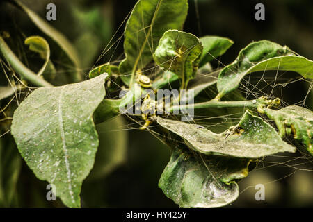 Spinne-Threads auf dem Baum Stockfoto