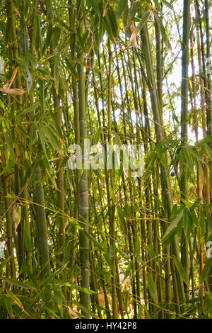 Im Bambusgarten. Stockfoto