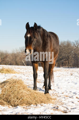 Dunkle Bucht Pferd sein Heu in einer verschneiten Weide an einem sonnigen Wintertag Essen Stockfoto